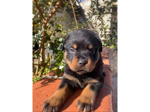 A şecere rottweiler yavruları