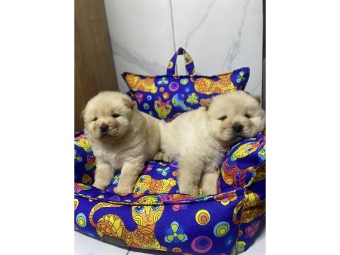 Her renk chow chow bebekler