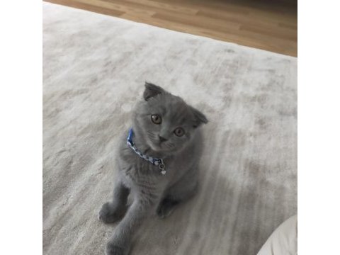 45 günlük yavru scottish fold