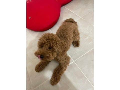 10 aylık wc eğitimli show kalite red brown toy poodle