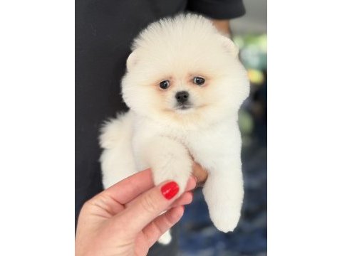 Biblo dişi karbeyaz pomeranian boo