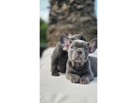 Blue french bulldog yavruları istanbul 