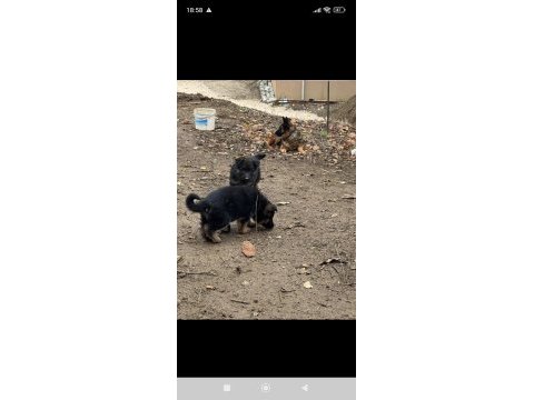 Üst seviye alman çoban köpeği yavrular