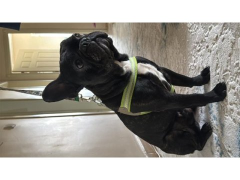 1.5 yaşında full eğitimli french bulldog ev köpeği