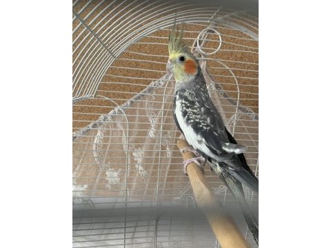Erkek bebek sultan papağanı