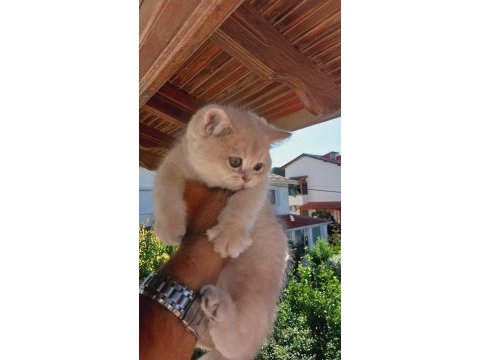 British shorthair erkek 2,5 aylık