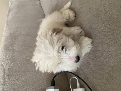Dünyanın en tatlı canlısı maltipoo köpeğimiz
