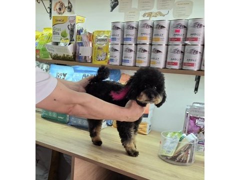 Çok özel toy poodle kızımız
