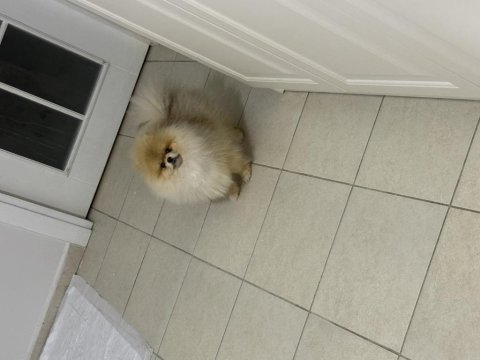 Mikro pomeranian dişi 7 aylık