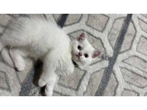 Dişi british shorthair yavrumu sahiplendirmek istiyorum