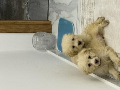 4 aylık aşılı çipli maltipoo