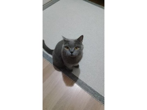 Akıllı kedimi sahiplendiriyorum