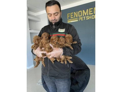 Safkan ret brown toy poodle yavruları ankara 