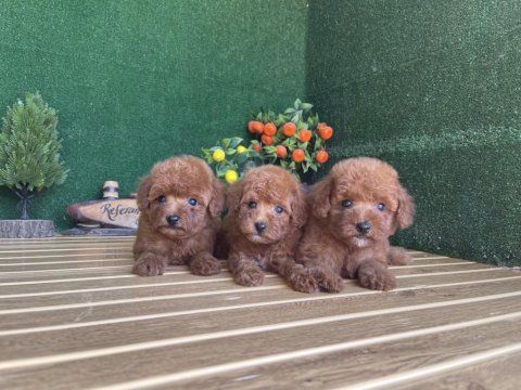 Toy poodle köpekler referans yavrular