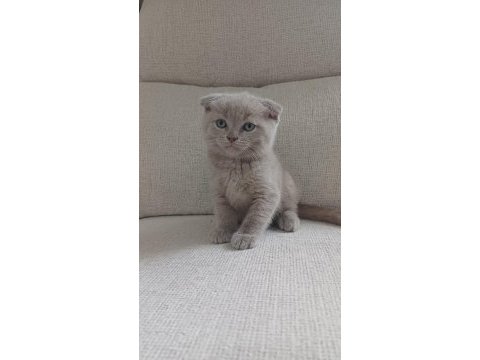 1 ocak doğumlu scottish fold yavrularımız