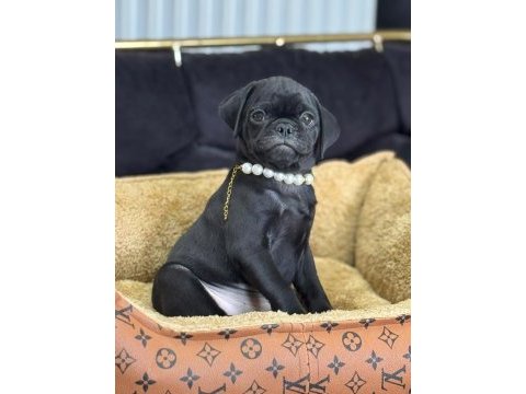 Hari siyah pug mops yavrularımız