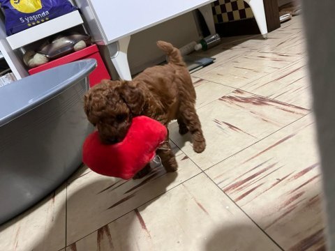 Red brown toy poodle safkan şecereli