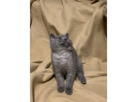 Adana anne altından british shorthair yavrular