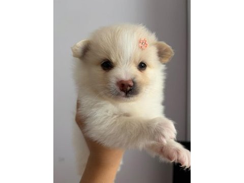 2 aylık pomeranian alman spitz