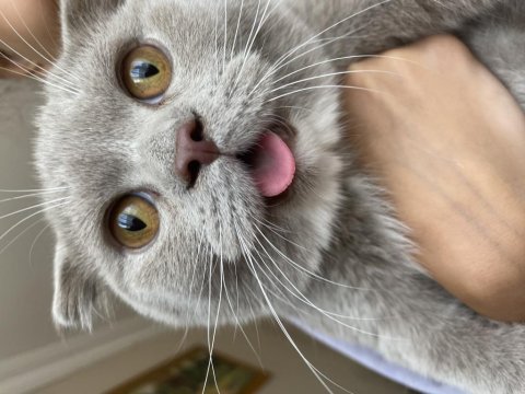 6 aylık dişi oyun delisi scottish fold