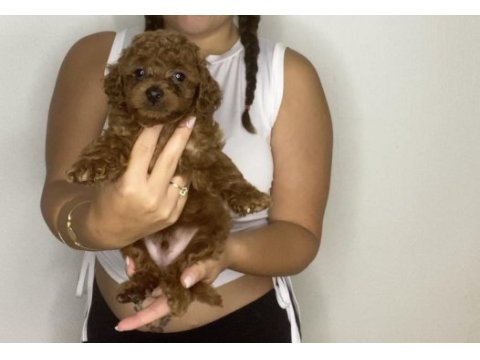 Sağlık garantili toy poodle