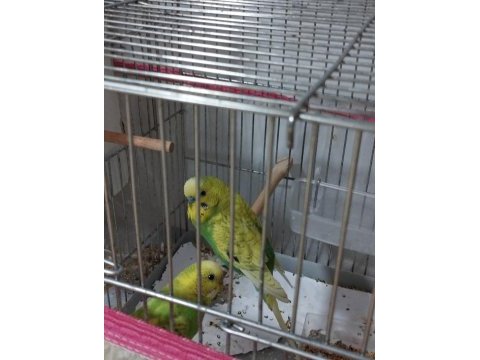Çift muhabbet kuşu ve kuş kafesi