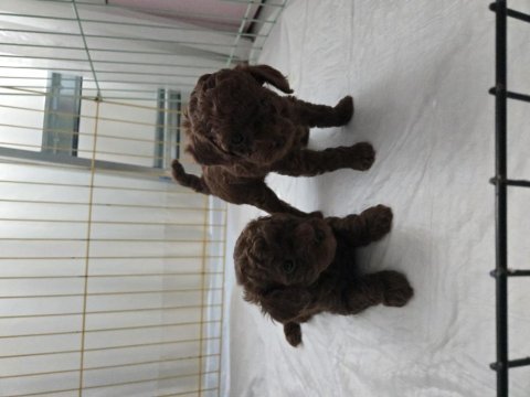 Kore kızımın red brown dişi yavru poodle