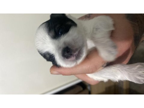 2 morkie yavrumuz kaldı