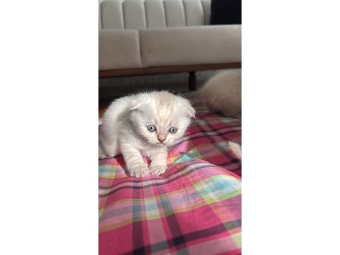 2 aylık teslime hazır scottish blue point yavrularımız