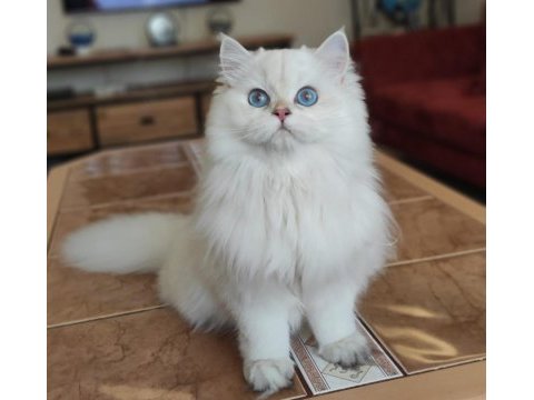Ev ortamında büyüdü british longhair