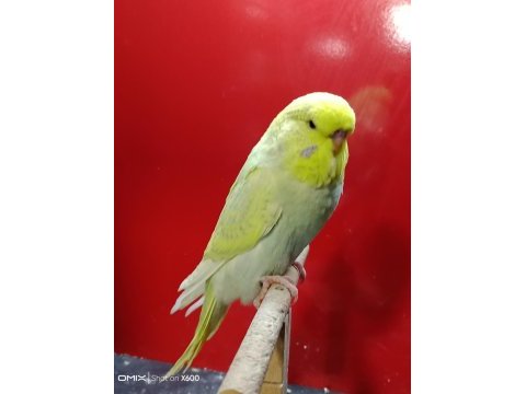 Rengarenk konuşturmalık show jumbo muhabbet yavrular