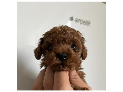 Daha güzeli yok red brown kore poodle yavrular