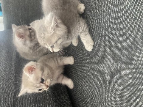 British shorthair minnoşlar sahibini bekliyor