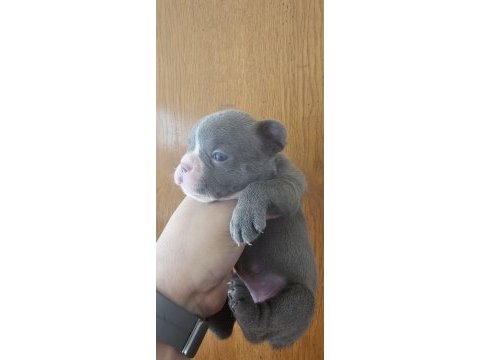 45 günlük 2 erkek ve 3 dişi french bulldog