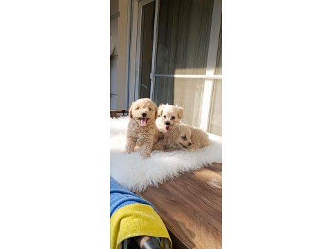Maltipoo bebek köpekler