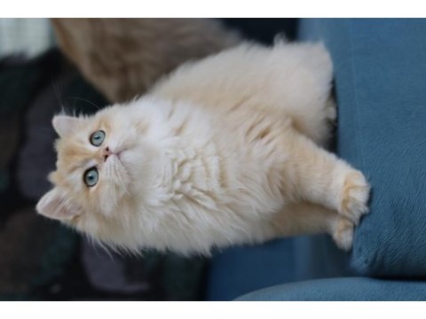 British longhair ny 12 dişi