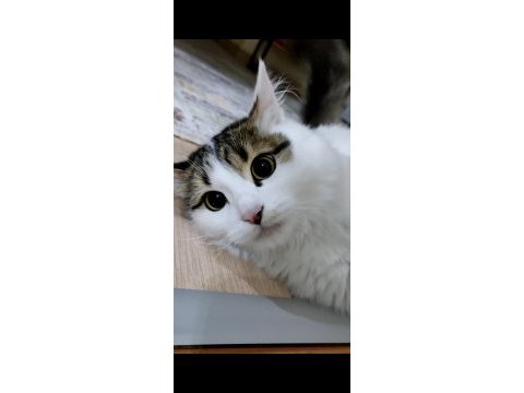 1 buçuk yaşında kızımıza yeni yuva arıyoruz