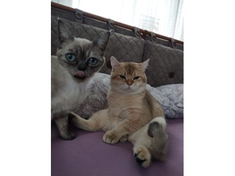 5 adet yavru mevcut british shorthair