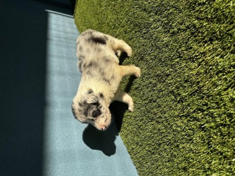 Dünyanın en zeki köpek ırkı