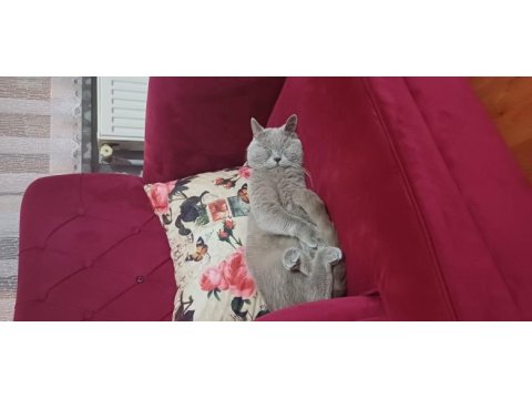 Nadir renk lilac british shorthair