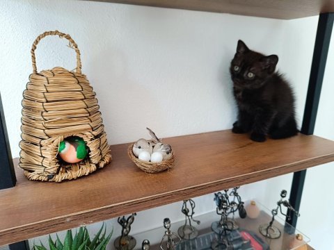 Evin yaramaz kedileri