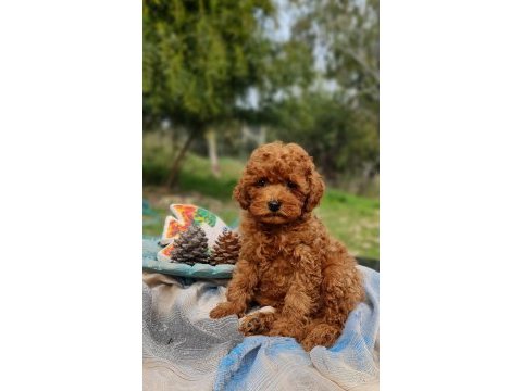 Şecereli dişi ve erkek toy poodle yavrularımız