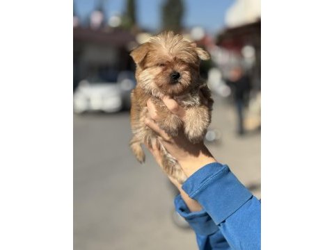 A kalite teacup erkek morkie yavrumuz