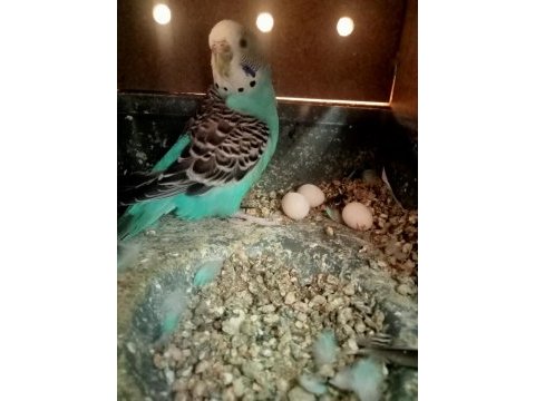 Yavru + yetişkin muhabbet kuşları isteyene toptan