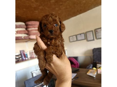 Toypoodle yavrularımız ruhsatlı köpek çiftliğinden 