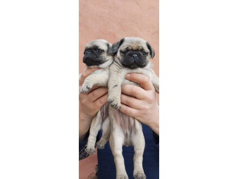 Muhteşem pug mops bebekler