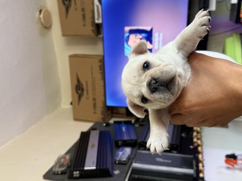 French bulldog yavrular