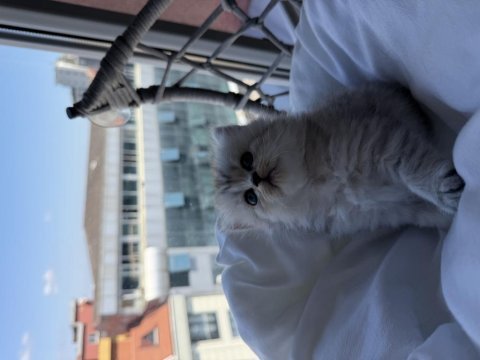 British shorthair ve longhair bebekler