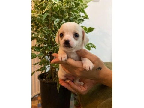 2 aylık chihuahua (şivava) yavruları