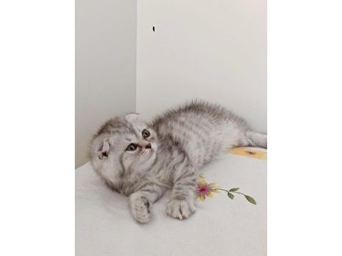 Güzeller güzeli scottish fold kızımız kendine yuva arıyor